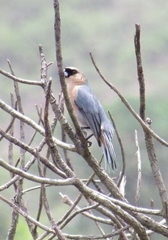 Schistochlamys ruficapillus