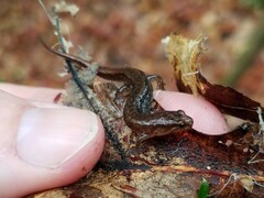 Desmognathus aeneus