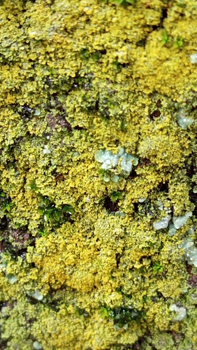 svietivec drobnučký (Candelaria concolor)