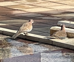 Streptopelia senegalensis