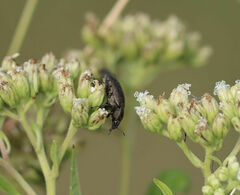 Bothrotes canaliculatus
