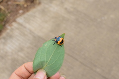 Poecilocoris druraei