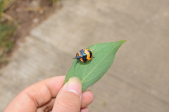 Poecilocoris druraei