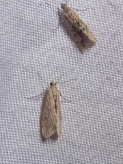 Cornifrons ulceratalis