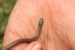 Aparallactus capensis