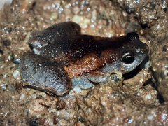 Microhyla mukhlesuri