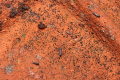 Discus rotundatus