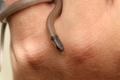 Aparallactus capensis