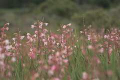 Watsonia meriana