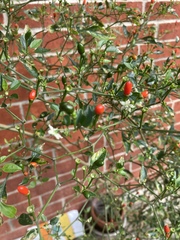 Capsicum