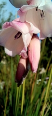 Dierama argyreum