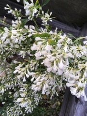 Baccharis halimifolia