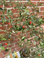 Capsicum