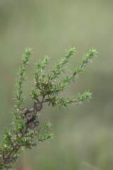 Cliffortia ruscifolia