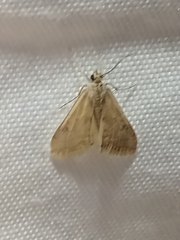 Pyraloidea