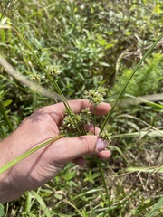 Cyperus elegans