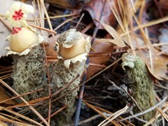 Calostoma lutescens