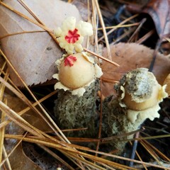 Calostoma lutescens