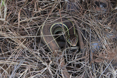 Gerrhosaurus flavigularis