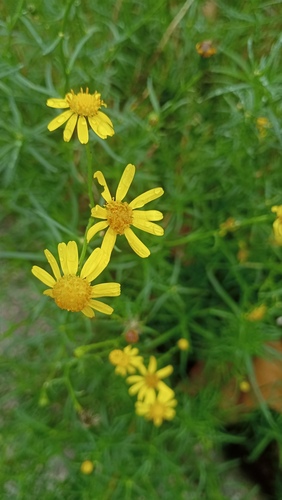 starček juhoafrický (Senecio inaequidens)