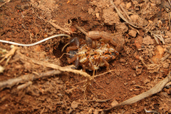 Uroplectes triangulifer