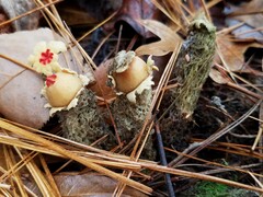 Calostoma lutescens