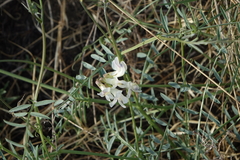 Vicia costata