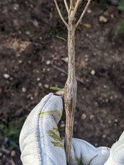 Epiblema rudei