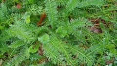 Achillea millefolium