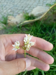 Nothoscordum