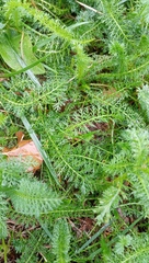 Achillea millefolium