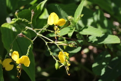 Aneilema aequinoctiale