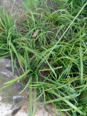 Nothoscordum