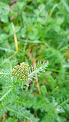 Achillea millefolium