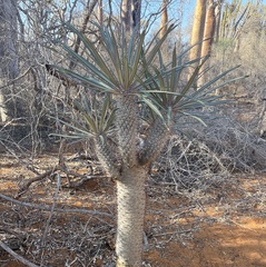 Pachypodium