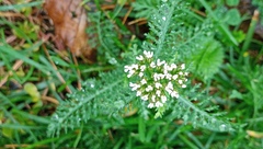 Achillea millefolium