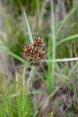 Cyperus nitidus