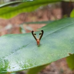 Toxonevra superba