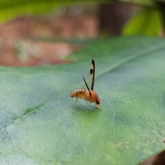Toxonevra superba
