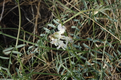 Vicia costata