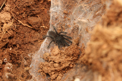 Harpactira hamiltoni