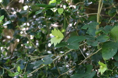 Dalechampia capensis
