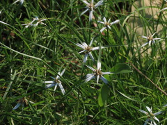 Rhynchospora nervosa