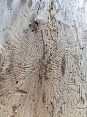 Scolytus