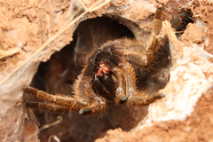 Harpactira hamiltoni