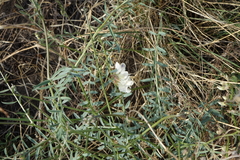 Vicia costata