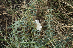 Vicia costata