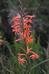 Watsonia angusta