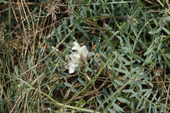 Vicia costata