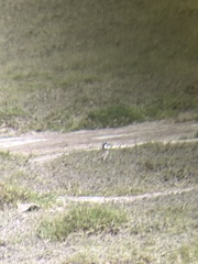 Charadrius thoracicus